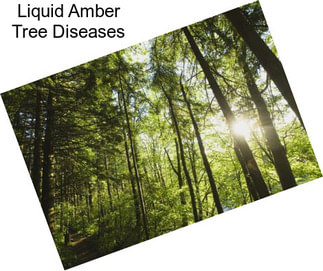 Liquid Amber Tree Diseases