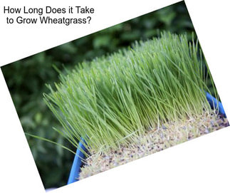 How Long Does it Take to Grow Wheatgrass?