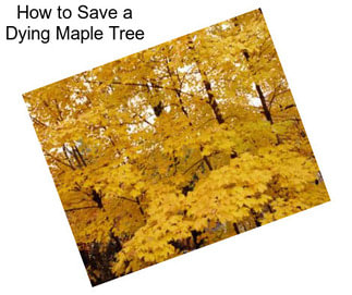 How to Save a Dying Maple Tree