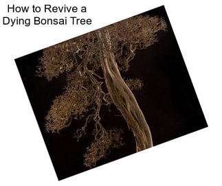 How to Revive a Dying Bonsai Tree