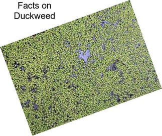 Facts on Duckweed