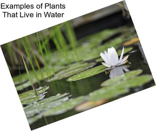 Examples of Plants That Live in Water