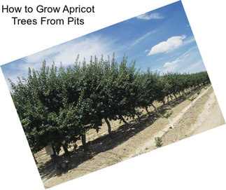 How to Grow Apricot Trees From Pits