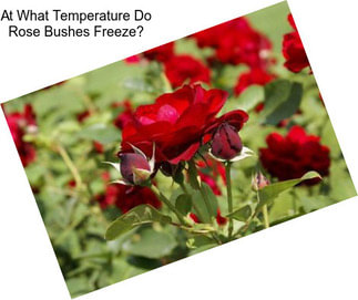 At What Temperature Do Rose Bushes Freeze?