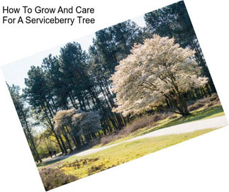 How To Grow And Care For A Serviceberry Tree