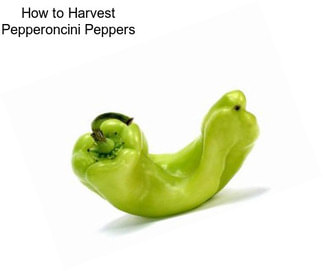 How to Harvest Pepperoncini Peppers