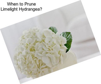 When to Prune Limelight Hydrangea?