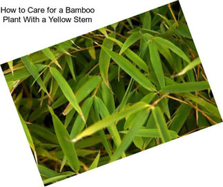 How to Care for a Bamboo Plant With a Yellow Stem