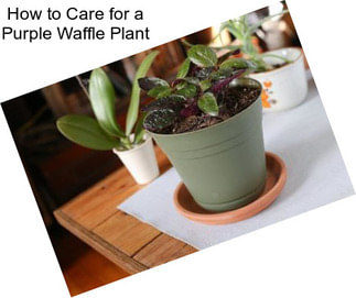 How to Care for a Purple Waffle Plant