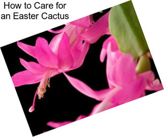 How to Care for an Easter Cactus