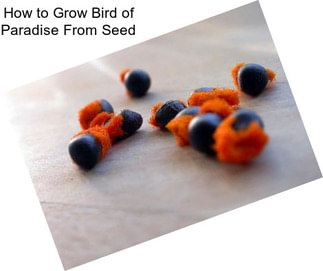 How to Grow Bird of Paradise From Seed