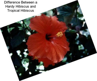 Difference Between a Hardy Hibiscus and Tropical Hibiscus