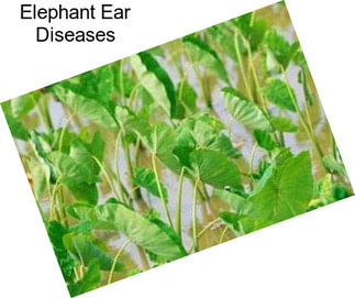 Elephant Ear Diseases