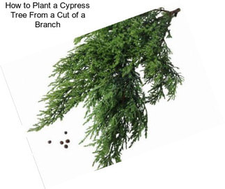 How to Plant a Cypress Tree From a Cut of a Branch