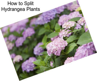 How to Split Hydrangea Plants