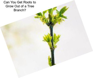 Can You Get Roots to Grow Out of a Tree Branch?