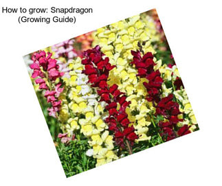 How to grow: Snapdragon (Growing Guide)