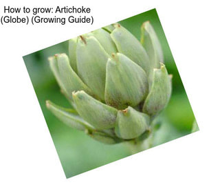 How to grow: Artichoke (Globe) (Growing Guide)