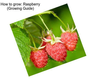 How to grow: Raspberry (Growing Guide)
