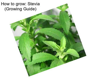 How to grow: Stevia (Growing Guide)