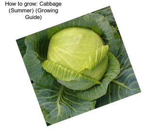 How to grow: Cabbage (Summer) (Growing Guide)