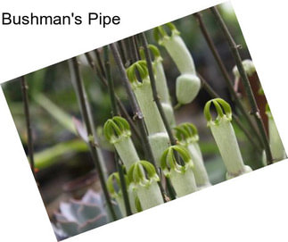 Bushman\'s Pipe