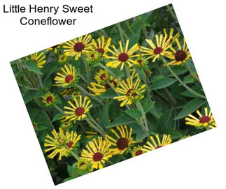 Little Henry Sweet Coneflower