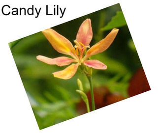 Candy Lily