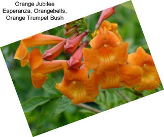 Orange Jubilee Esperanza, Orangebells, Orange Trumpet Bush