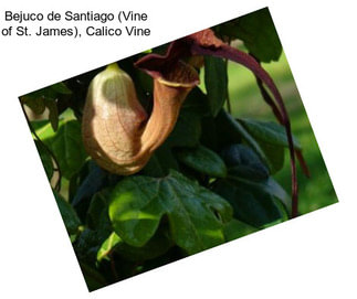 Bejuco de Santiago (Vine of St. James), Calico Vine