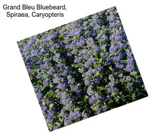 Grand Bleu Bluebeard, Spiraea, Caryopteris