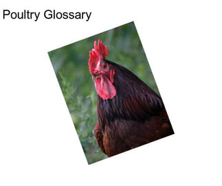 Poultry Glossary