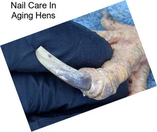 Nail Care In Aging Hens