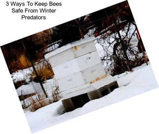 3 Ways To Keep Bees Safe From Winter Predators