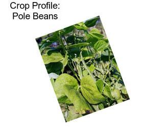 Crop Profile: Pole Beans