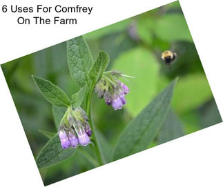 6 Uses For Comfrey On The Farm