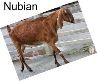 Nubian