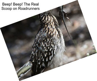 Beep! Beep! The Real Scoop on Roadrunners