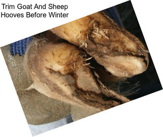 Trim Goat And Sheep Hooves Before Winter