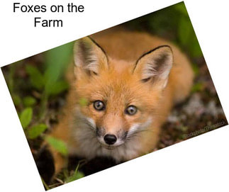 Foxes on the Farm