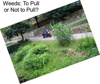 Weeds: To Pull or Not to Pull?