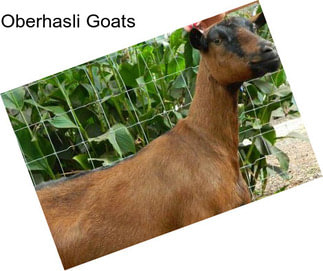 Oberhasli Goats