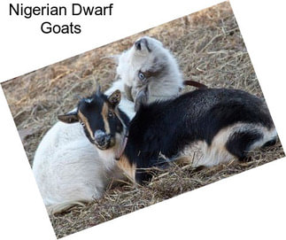 Nigerian Dwarf Goats