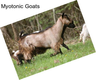 Myotonic Goats