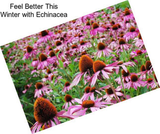 Feel Better This Winter with Echinacea