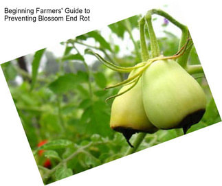 Beginning Farmers\' Guide to Preventing Blossom End Rot