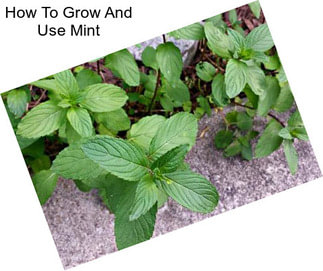 How To Grow And Use Mint