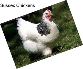 Sussex Chickens