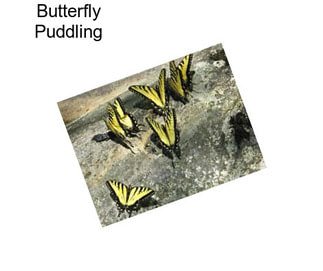 Butterfly Puddling