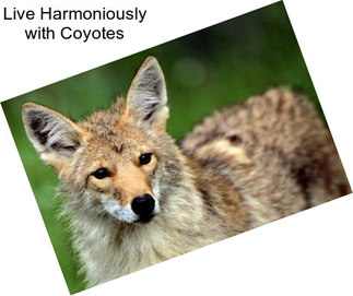 Live Harmoniously with Coyotes